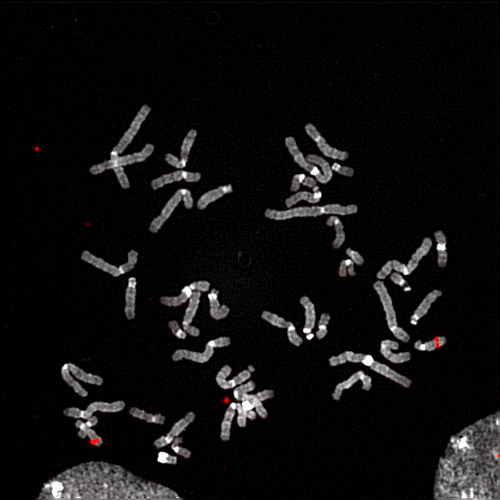 cytogenetics